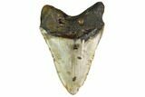 Huge, Fossil Megalodon Tooth - North Carolina #146780-2